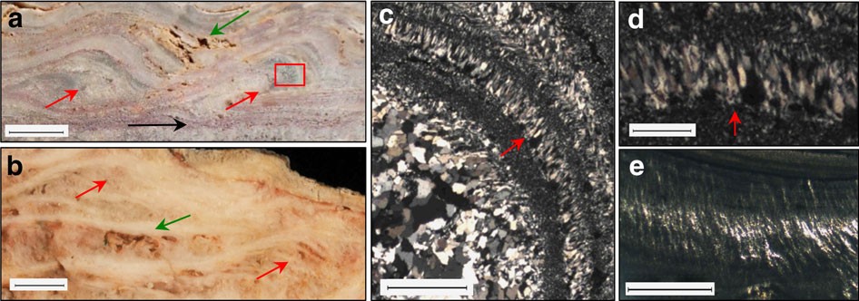 Ancient Dresser Formation terraces and microscopic palisade textures compared with younger hot-spring deposits. Panels a, c and d are Dresser material; b and e are younger New Zealand comparisons.